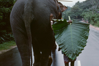 00163_01.Sri Lanka, 1995