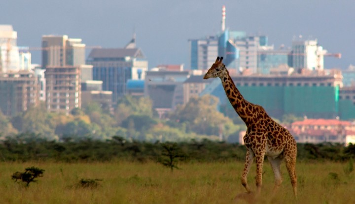 Nairobi-National-Park-Giraffe1