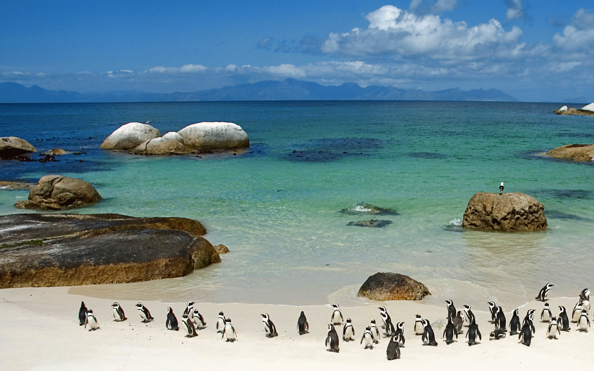 Penguins-at-Boulders-in-Cape-Town